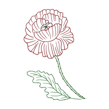 Sevimli çiçek çizimi tarzı. Beyaz arkaplanda gelincik simgesi. Renk çizgisi. Boyama kitapları ve çocuk eğitim oyunları için tasarım