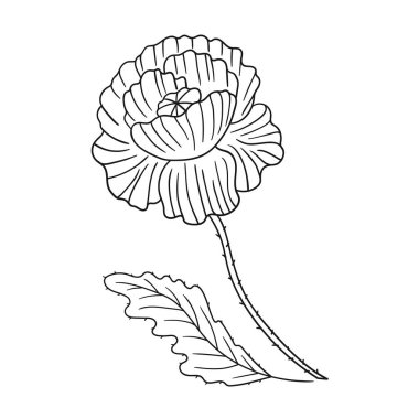 Sevimli çiçek çizimi tarzı. Tek renkli olsun. Beyaz arkaplanda gelincik simgesi. Boyama kitapları ve çocuk eğitim oyunları için tasarım