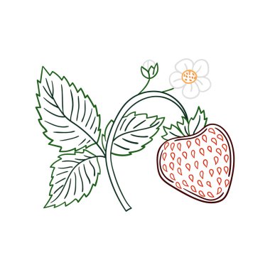 Elle çizim tarzında şirin çilek çizimi. Beyaz arka planda çilek ikonu. Renk çizgisi. Kartpostallar, el ilanları, afişler için tasarım. Simge, imza, etiket