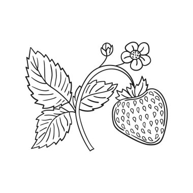 Elle çizim tarzında şirin çilek çizimi. Tek renkli olsun. Beyaz arka planda çilek ikonu. Boyama kitapları, çocuk eğitim oyunları için tasarlandı. Simge, imza, etiket