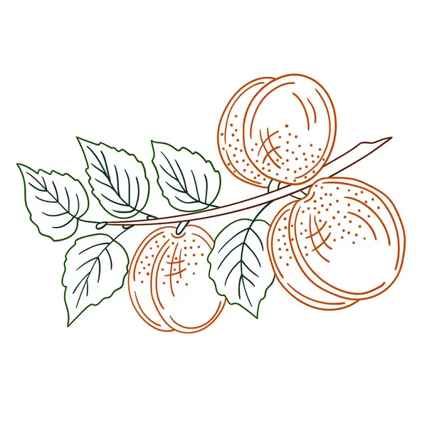 Sevimli meyve çizimi tarzı. Beyaz arkaplanda kayısı simgesi. Renk çizgisi. Boyama kitapları, çocuk eğitim oyunları için tasarlandı. Simge, işaret, etiket, iğne, logo