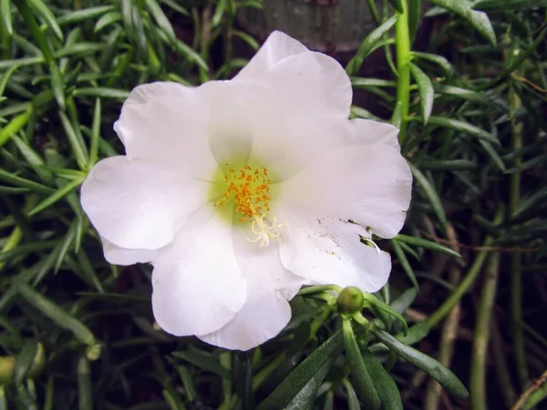 Saat Bir Olarak Bilinen Bitkinin Bir Resmi Açık Beyaz Çiçek — Stok fotoğraf