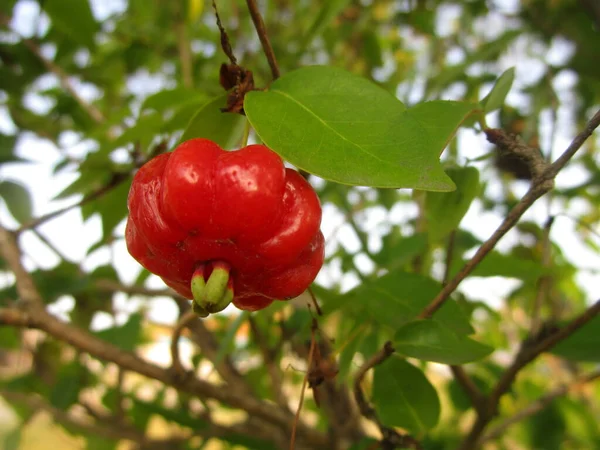 Olgun ve kırmızı bir pitanga meyvesi, güneşli bir bahar öğleden sonrasında, ağacının dalından sarkan. Ağaç dallarından yeşil yapraklar çıkan meyvelerin kırmızı renginin tam tersi. Odaklanmamış arkaplan