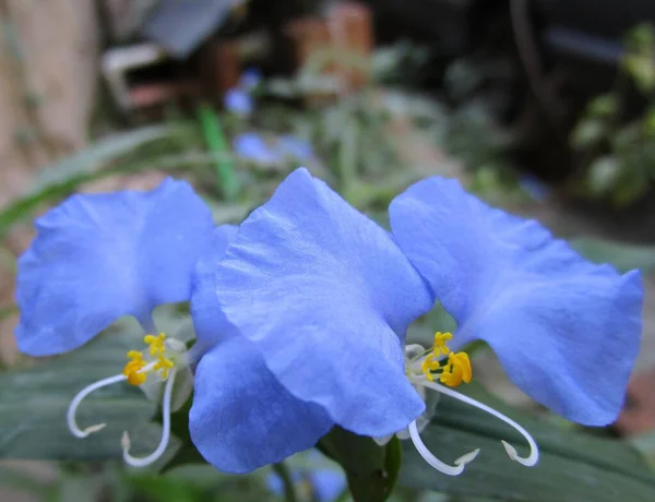 Trapoeraba bitkisi (Commelina erecta), açık mavi veya koyu mavi çiçek ve yenilebilir olarak bilinir. Biraz bulanık arkaplan.