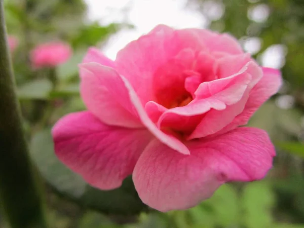 Bahçedeki güzel, açık bir gülün makrosu. Arka planda bulanık güller ve bitkiler var..