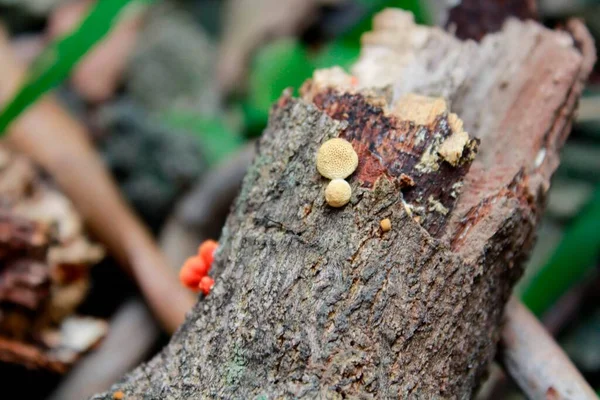 Bir grup beyaz ve turuncu mantar çalılıklarda düşmüş bir kütük üzerinde.