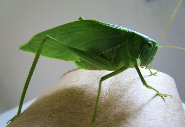 緑色の昆虫 ブラジルのボール紙に マクロ画像で見られる — ストック写真