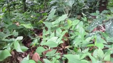 Yerdeki bitkilerden büyük ağaçların tepelerine kadar tüm ayrıntılarıyla gözlenen ve hayran olunan tropikal bir orman..