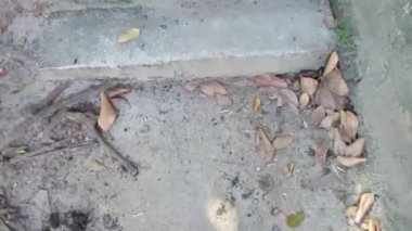 Bir kadın bacağı ve şort parçası, altın sandalet giyen ayaklar, küçük beton bir merdivende yürümek..