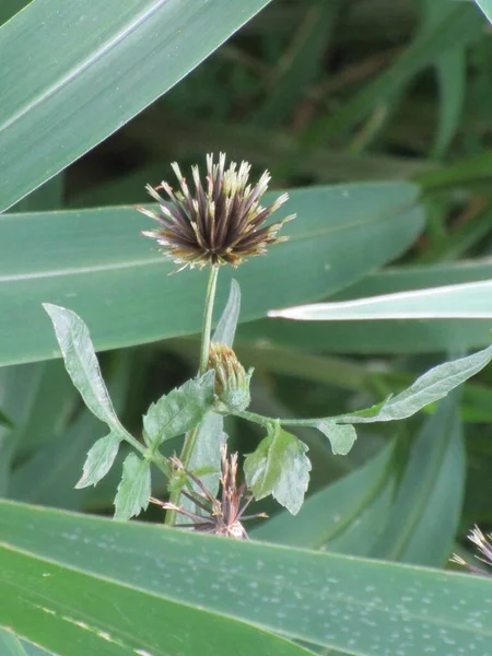 Bud and seeds of Bidens pilosa, a weed, typical of tropical areas, used as a medicinal herb.