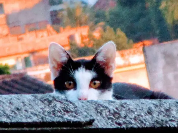 Bir bahar öğleden sonra, komşumun çatısında siyah beyaz bir kedi bana baktı..