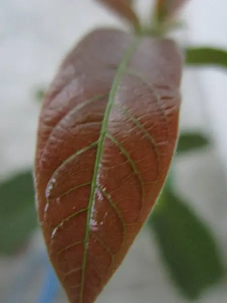Avokado ağacının taze yaprağı..