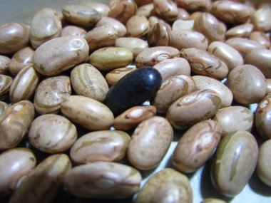 Yemeye hazırlanmak için farklı çeşit kuru fasulye tohumu..