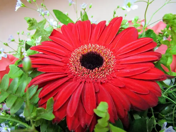 Etrafında yeşil yapraklar olan güzel kırmızı bir Gerbera çiçeğinin makarnası..