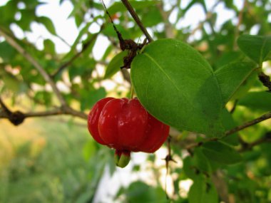 Kırmızı ve olgun pitanga yapraklı pitanga ağacının dalında asılı, kırmızı meyveler.