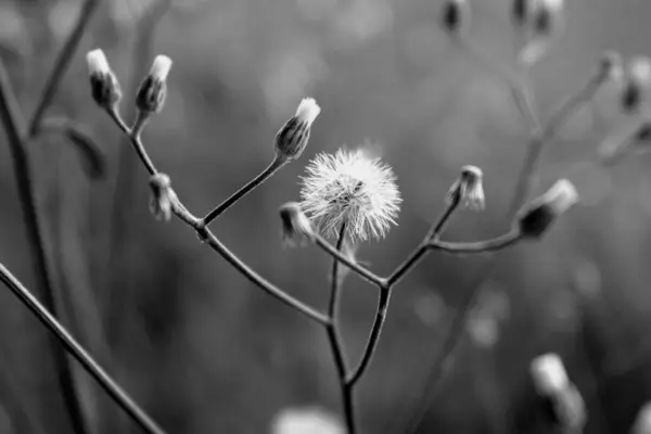 Bahçedeki karahindiba çiçeği