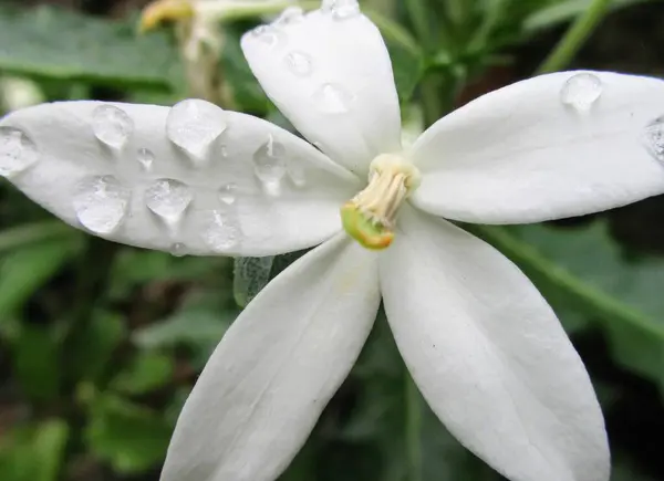 Bahçedeki yaprakların üzerinde yağmur damlaları olan beyaz bir çiçek..