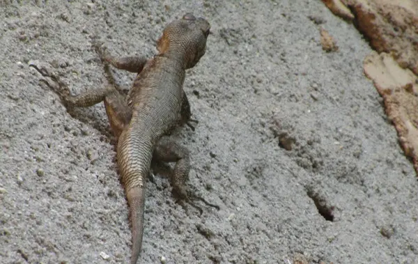 Duvardaki vahşi kertenkele.