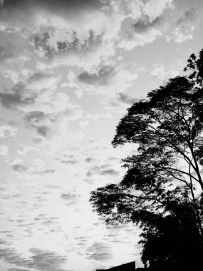Gökyüzü ve ormanın güzel siyah beyaz manzarası