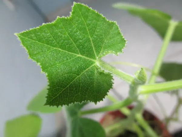 yeşil yapraklar, bitkiler ve yapraklar