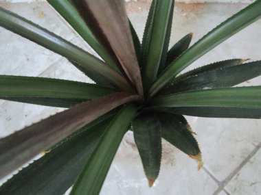 Bahçedeki ananas bitkisi