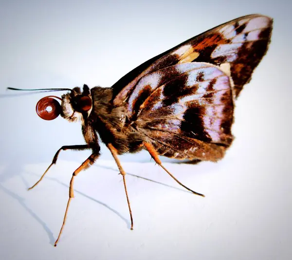 Beyaz arka planda yakut gözlü kelebek