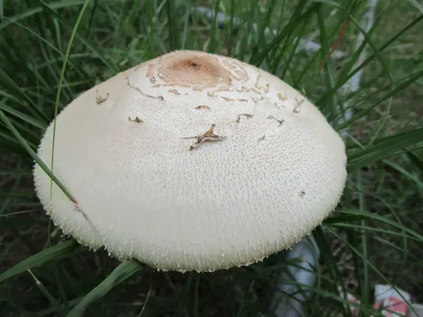 Ormanda izole edilmiş büyük mantar.