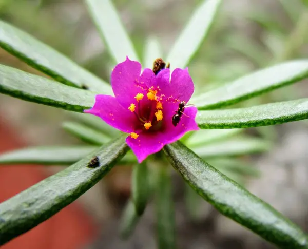 Bir çiçeğin güzel makro fotoğrafı ve doğal duvar kâğıdı için ideal detaylar.