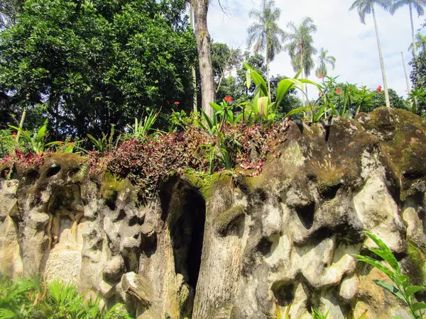 Palmiye ağaçları, yeşil çimenler ve egzotik bitkilerle dolu tropik bir bahçe.