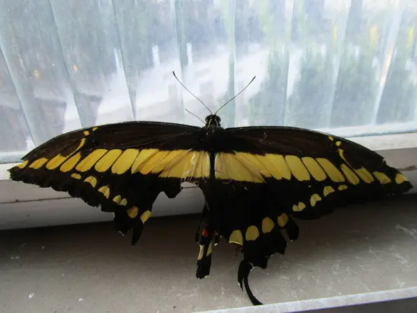 Duvardaki güzel kelebek