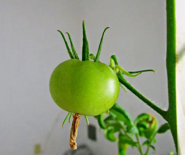 Beyaz arka planı olan yeşil domates.