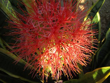 Güzel botanik fotoğrafı, doğal duvar kağıdı.