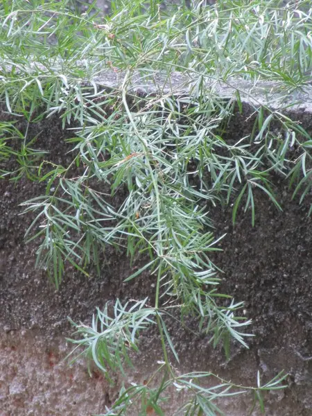 Bahçe duvarındaki bir bitkiyi kapat.