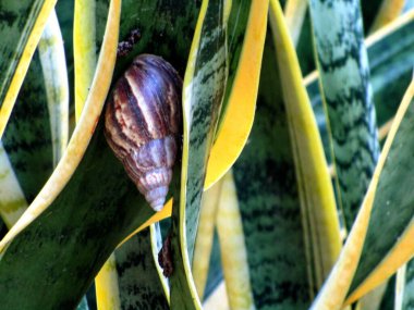 Bahçede yeşil yapraklı dev salyangoz