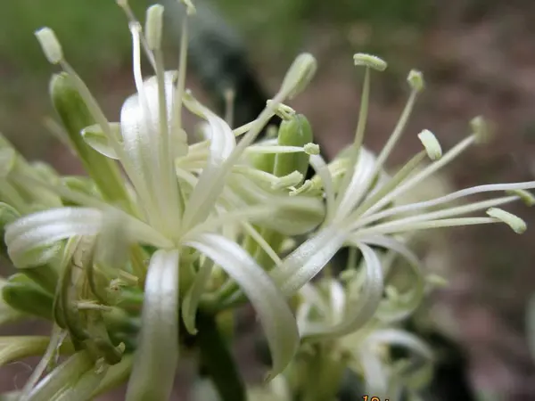 Bahçede beyaz çiçekler