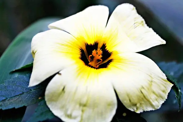 Bahçedeki güzel çiçek