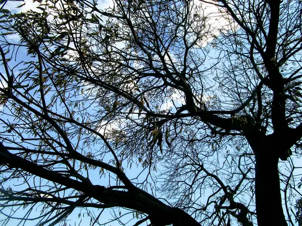 Ormanın güzel manzarası