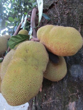 Jackfruit bir meyve dalından sarkan