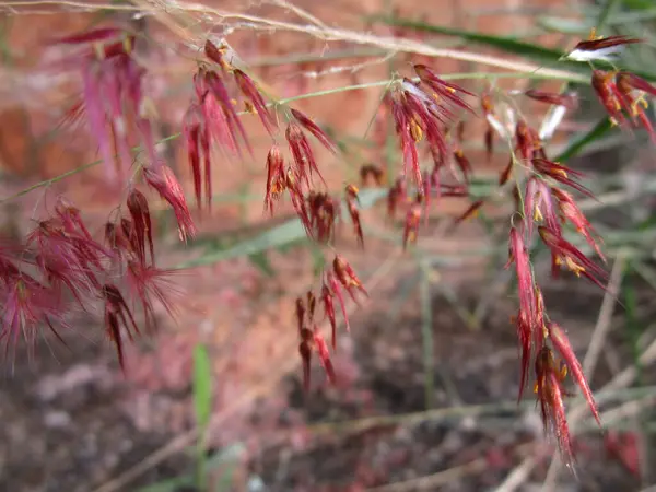 Noel çimlerinin güzel botanik fotoğrafı, doğal duvar kağıdı.