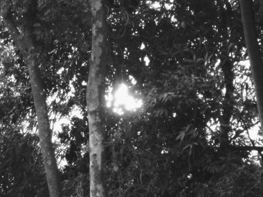 Ormanın güzel manzarası