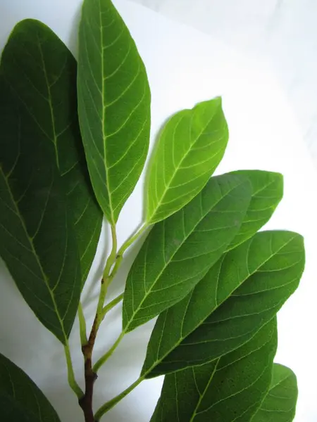 Beyaz arkaplanda yeşil elma yaprakları