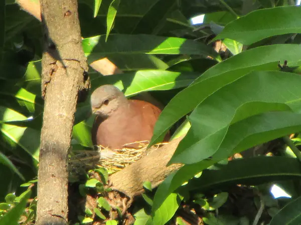 Bir kuşun yakın plan çekimi.