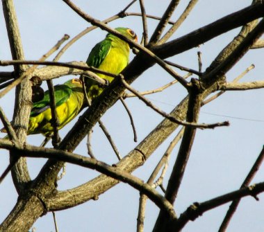 İki sarı muhabbet kuşu bir ağaç dalına tünemiş.