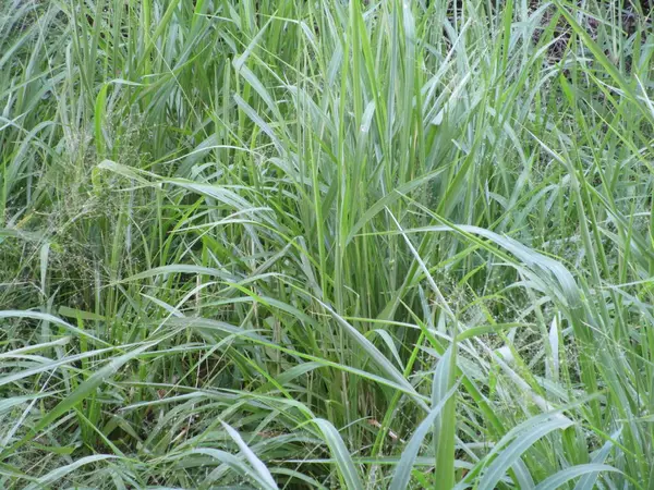 Yeşil çimen dokusu. Doğa arkaplanı
