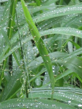 Bahçede yeşil yapraklar