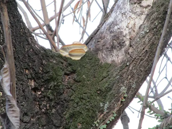 Ormandaki ağaç gövdesine yakın çekim.