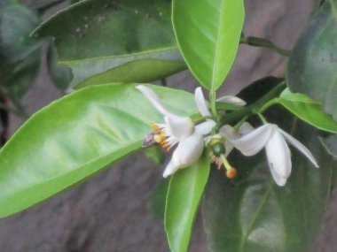 Güzel botanik fotoğrafı, doğal duvar kağıdı.