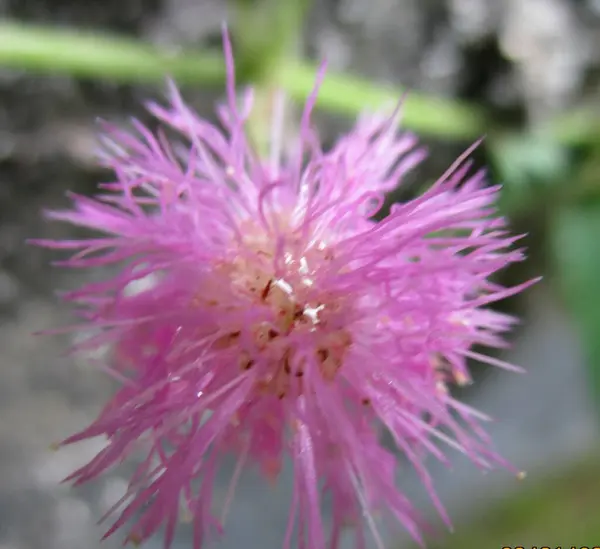 Bahçedeki güzel çiçekler