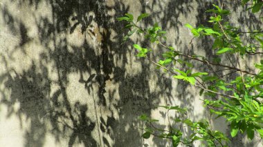 Ağaçtaki yeşil yapraklar ve duvardaki yansımaları