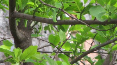 meyve muhallebi tomurcukları dallar ve yapraklar arasında elma